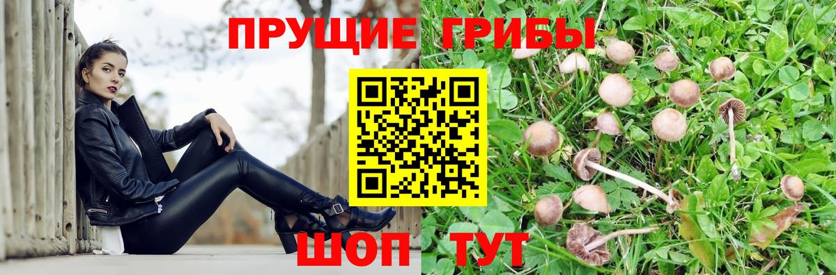 Псилоцибиновые грибы Cubensis Вологда
